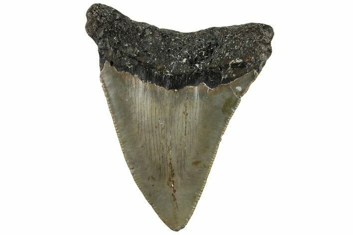 Bargain, Fossil Megalodon Tooth - North Carolina #200683